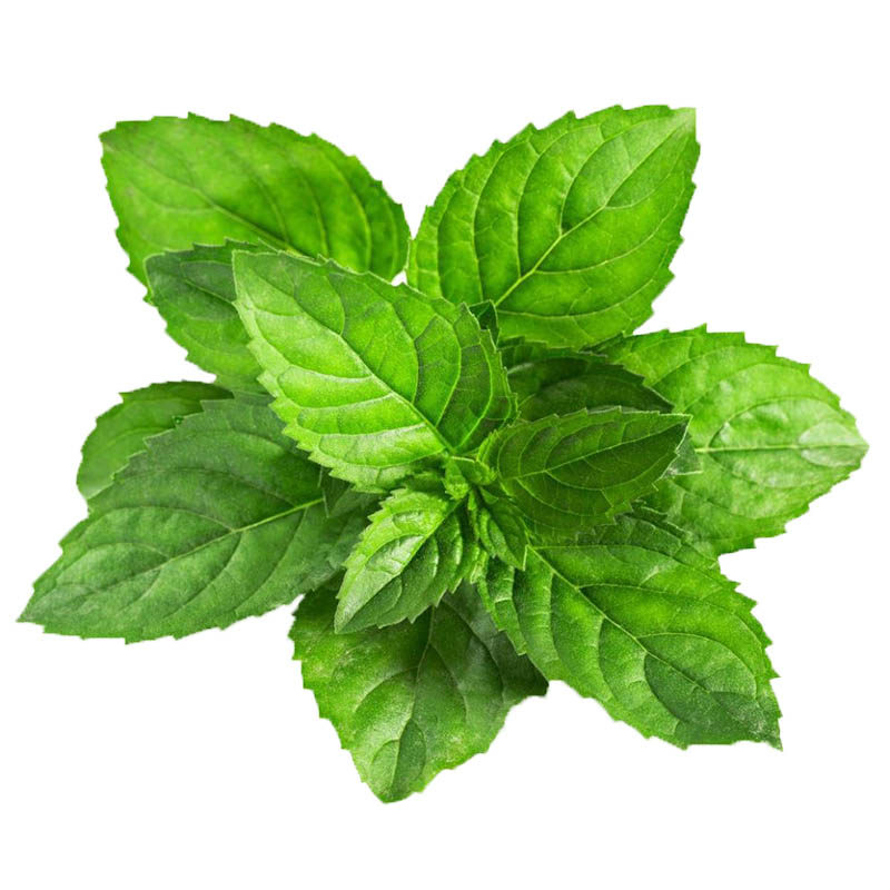 九层塔蔬菜紫罗勒四季可食用种籽