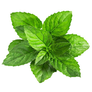 紫罗勒种籽绿罗勒种子四季蔬菜盆栽九层塔菜籽可食用种孑金不换叶