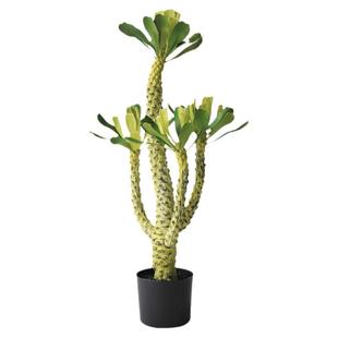 仿真霸王鞭盆栽沙漠植物盆景热带沙生绿植景观造景假仙人掌霸王树