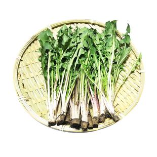 新鲜蒲公英现挖婆婆丁山野菜新鲜山菜特产苦菜苦麻子包邮蘸酱菜