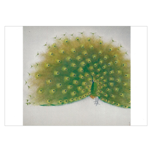 「SHUNA」静谧与优雅 上村松篁的花鸟艺术日本原版古典名画明信片