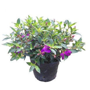 巴西野牡丹盆栽紫牡丹花苗公主花苗蓝稔花多分枝成苗好养庭院植物