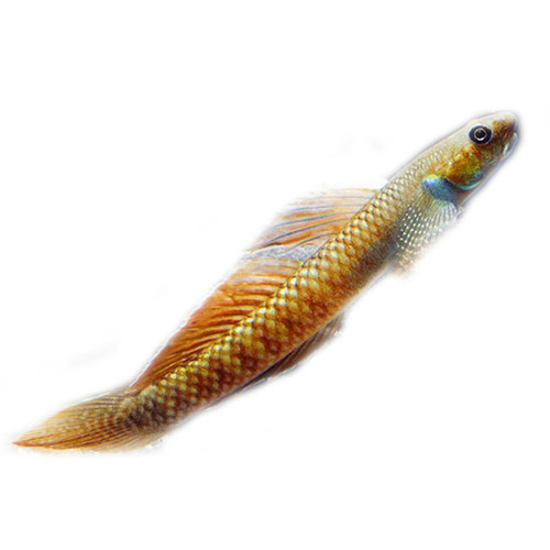 黄金枝牙枝桠虾虎鱼饰妆枝牙虾虎热带鱼蓝面电光红唇小熊猫虾虎鱼