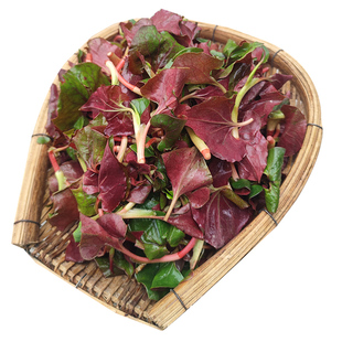 野生折耳根新鲜鱼腥草叶子野菜现挖猪鼻孔嫩叶凉拌鱼星草四川特产