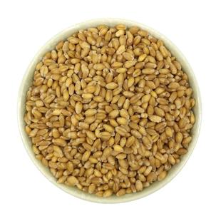 优质大麦籽 新大麦草种子粮食种籽麦子籽 大田高产抗倒伏耐旱榨汁