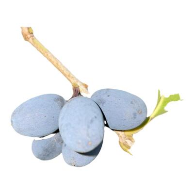 天然桂花果桂子桂树果木犀子泡酒
