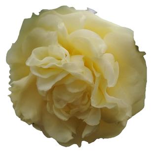 正黄旗茶花树苗盆栽大苗黄色花阳台奇特名贵好养绿植花卉四季花卉