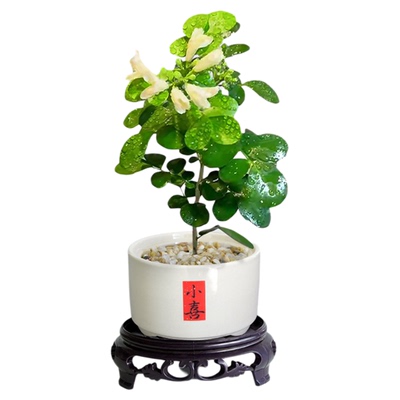九里香小盆栽桌面工位绿植树苗禅意茶桌盆景花卉客厅办公室内植物