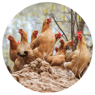 农家散养一年以上老母鸡小公鸡土鸡农村草鸡柴鸡走地鸡月子鸡黄油