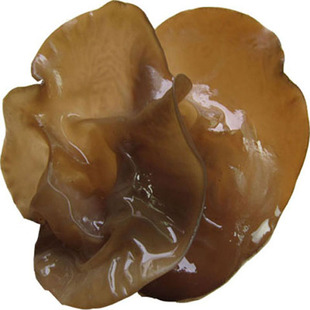 软嫩青杠段木木耳薄木耳青川黑木耳春耳四川特产干货250g