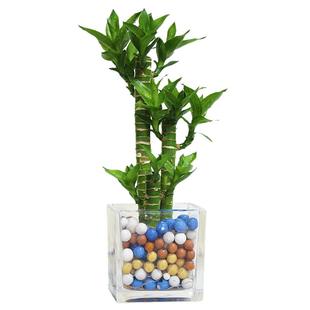 富贵竹文昌竹荷花竹观音竹土培水培绿植物花卉室内办公桌面小盆栽