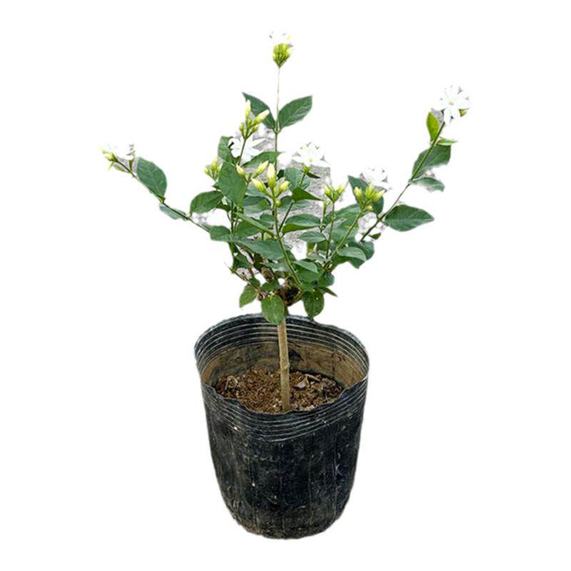 茉莉花盆栽树苗四季开鲜花卉香水茉莉花