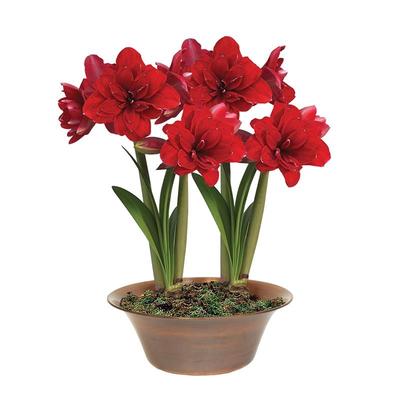 月季朱顶红盆栽地栽易活种球