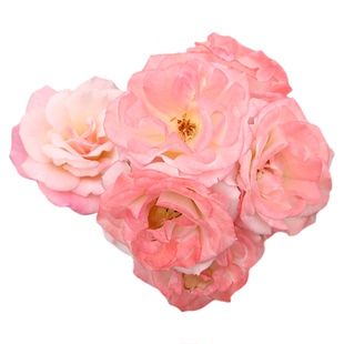 海蒂的花园 藤本樱霞爬藤月季耐热丰花多头多季开花植物绿植盆栽