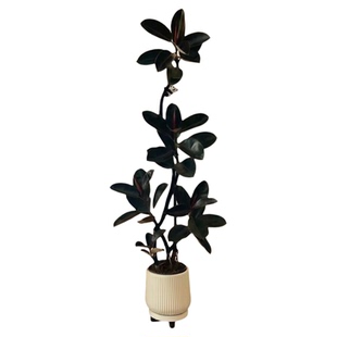 新洋丰客厅绿植黑金刚橡皮树高级感室内大型轻奢大盆栽电视柜摆件