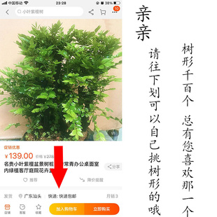 名贵小叶紫檀盆景树桩四季 常青办公桌面室内绿植客厅庭院花卉盆栽