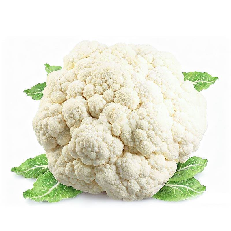 松花菜苗秧苗带土球西兰花紫花菜绿紫甘蓝种子四季盆栽小院蔬菜苗