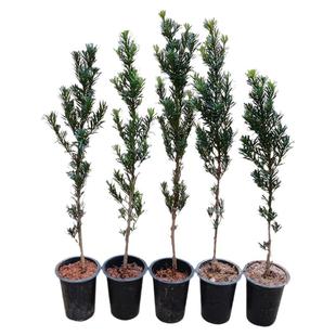 罗汉松盆景大树造型小叶雀舌室外阳台庭院盆栽树桩名贵罗汉松树苗