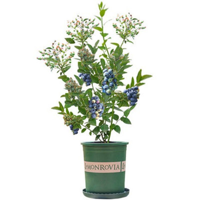 蓝莓苗带花果家庭阳台四季易种植