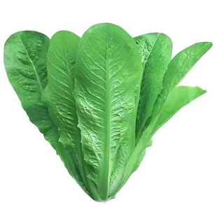 孔雀菜种子罗马生菜种孑四季沙拉菜种籽四季种植耐寒阳台盆栽蔬菜
