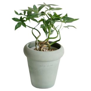 DOLV 豆绿 奇趣发财树 北欧ins风奇特造型植物 室内桌面好养盆栽