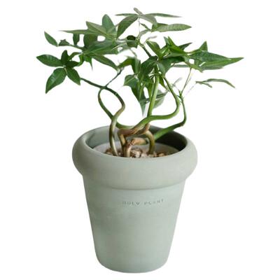 DOLV 豆绿 奇趣发财树 北欧ins风奇特造型植物 室内桌面好养盆栽