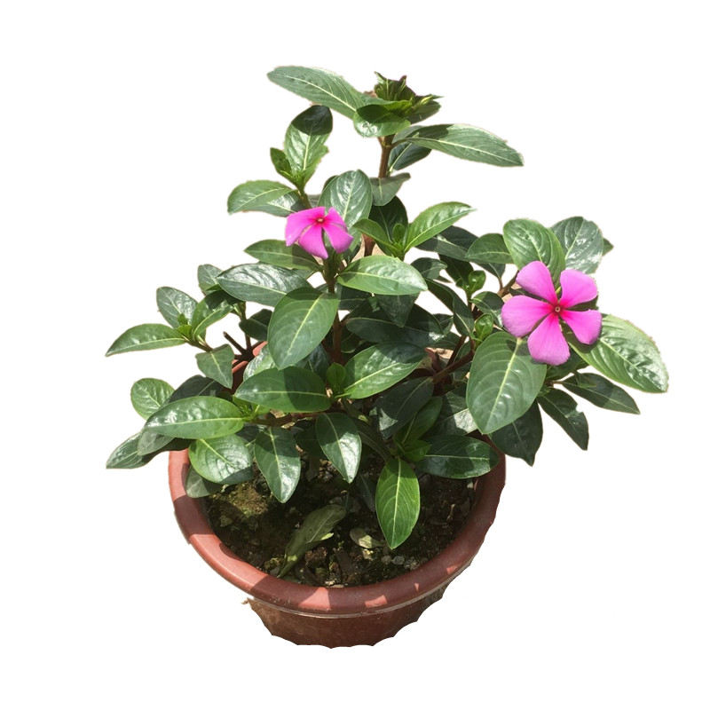 长春花盆栽 日日春 阳台庭院耐热耐晒植物当年开花好养五叶梅花苗
