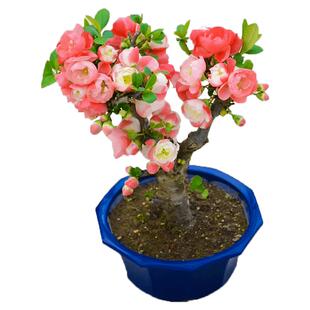 海棠花盆栽树苗重瓣长寿冠盆景老桩绿植庭院植物室内花卉四季好养