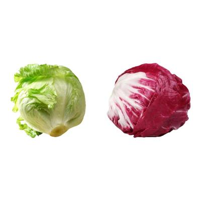 生菜苗四季蔬菜种子耐热高产