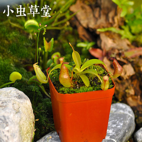 红斑猪笼草小虫草堂食虫植物苗盆栽盆景花卉食虫草驱蚊草捕虫草
