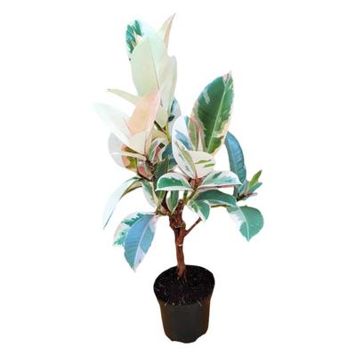 龙诚花盛花金刚老桩三年苗