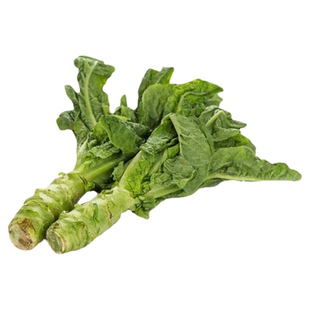 尖叶莴苣种子双尖莴笋籽香莴笋四季莴苣莴笋菜种孑秋冬季菜耐热寒