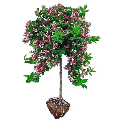 五彩锦带花树苗庭院种植红王子锦带花苗室内盆栽大型庭院绿化苗木