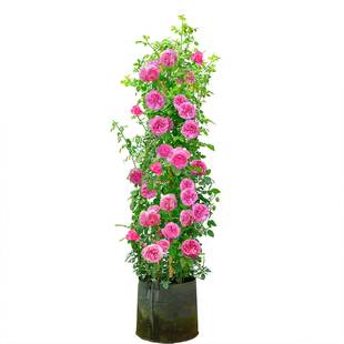 2米特大苗母本爬藤月季 拱门蔷薇多季勤开花苗浓香型庭院别墅阳台