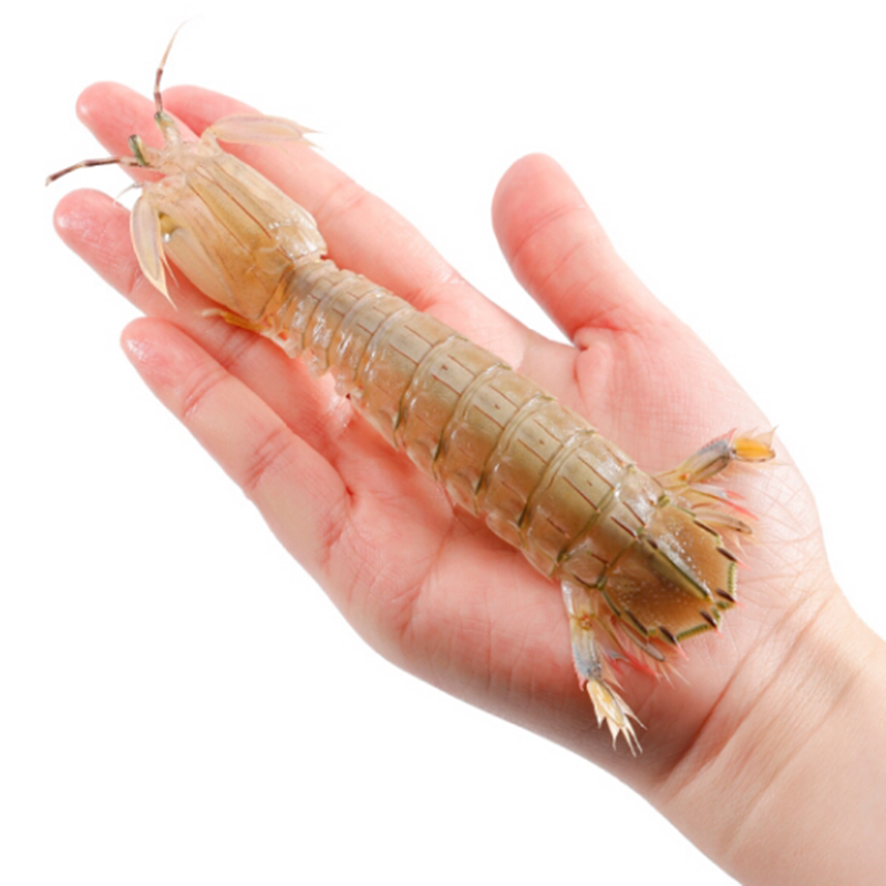 野生活虾海鲜水产鲜活皮皮虾虾爬活虾