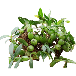 石橄榄新鲜野生小果单叶岩珠干货汤包炖汤料石敢榄草石仙桃中药材