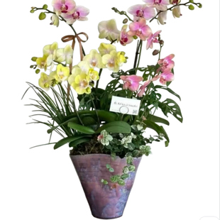 2026年新款栽蝴蝶大蕙兰花冬青盆景专用手工陶瓷中式花盆大号