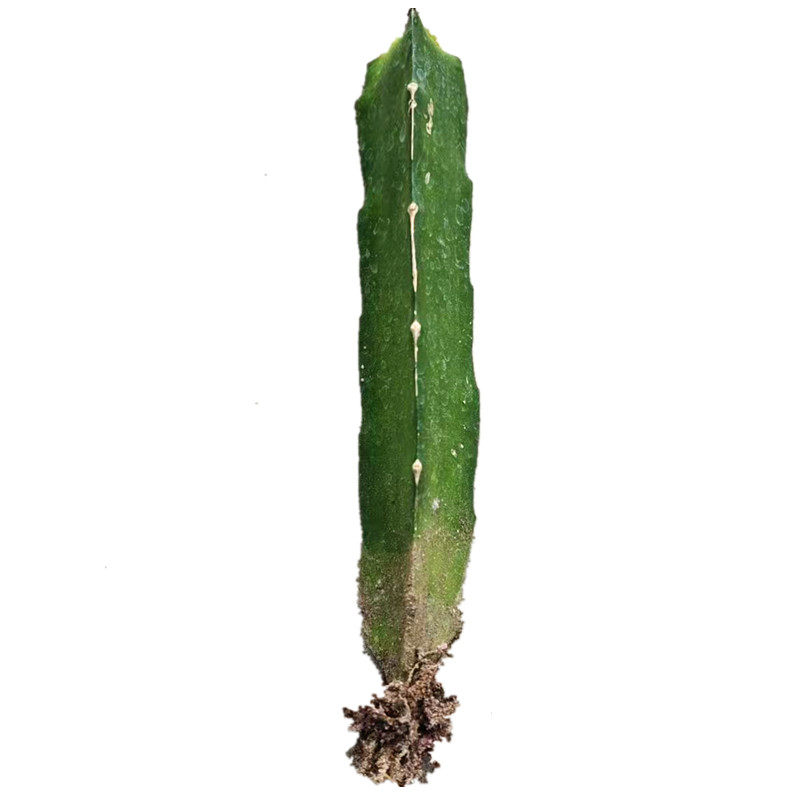 三角柱仙人掌嫁接用砧木多肉植物