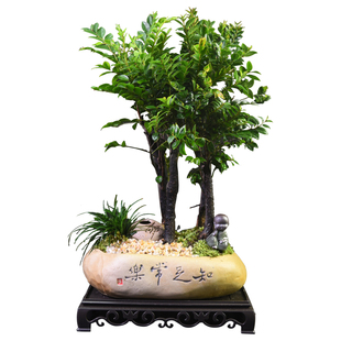 小叶黑骨茶盆栽绿植室内禅意植物书房客厅茶室四季好养绿植装饰