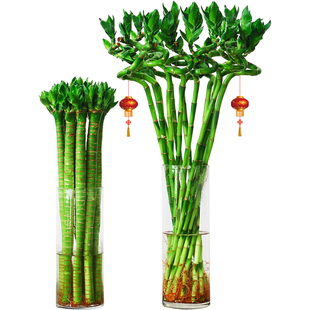 带根水养转运竹弯竹开运直竹水竹子室内办公室绿植富贵竹水培植物