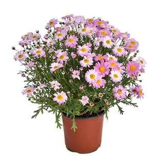 玛格丽特花种子室外景观花园美化室内阳台盆栽四季易种植花卉种籽