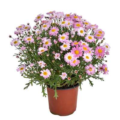 玛格丽特花种子室外景观花园美化室内阳台盆栽四季易种植花卉种籽