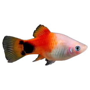 三色牡丹鱼胎生热带淡水鱼小型活体孔雀苗观赏米奇斑马鱼易繁殖鱼