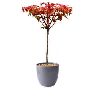 香椿苗红油香椿树苗盆栽香椿芽地栽绿油香椿当年可食用南北方种植