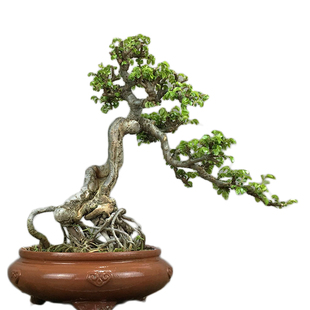 原生小叶榆树榔榆老桩盆景露根疙瘩提根盘根矮霸附石景观盆栽植物