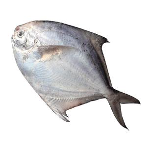 遇上鲜银鲳鱼新鲜冷冻舟山海鲜昌扁鱼鲜活速冻水产平鱼大白鲳鱼