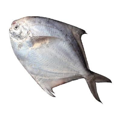 遇上鲜银鲳新鲜冷冻