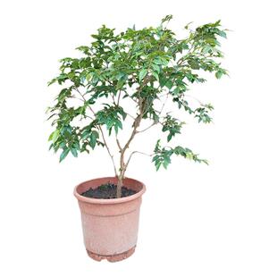 台湾四季红妃嘉宝果树苗树葡萄果树苗四季结果树盆栽地栽15年店