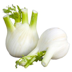 山东寿光正宗香味浓球茎茴香苗秧苗带土球结球割茬茴香农家四季苗