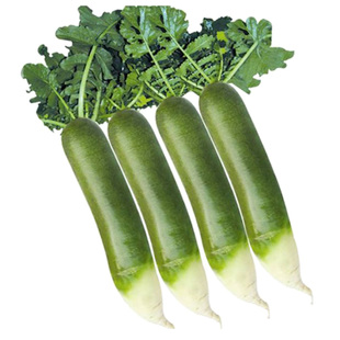 山东潍坊大青萝卜种子潍县水果萝卜种籽高产蔬菜罗卜籽种秋季孑